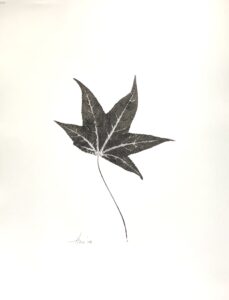 Heather Sandifer, "Sweetgum Liquidambar Styraciflua, Cat. 79," mixed media on vellum paper