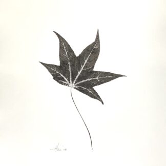 Heather Sandifer, "Sweetgum Liquidambar Styraciflua, Cat. 79," mixed media on vellum paper