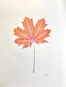 Heather Sandifer, "Orange Maple, Cat. 113," mixed media on vellum paper
