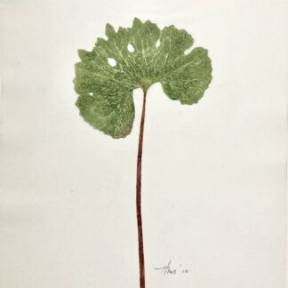 Heather Sandifer, "Bloodroot Sanguinaria Canadensis Cat. 094," monotype, mixed media on vellum paper