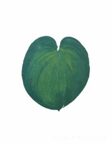 Hosta Project #3, Cat. 122