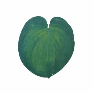 Hosta Project #3, Cat. 122