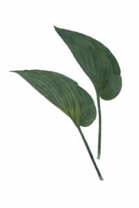 Hosta Project #2, Cat. 121
