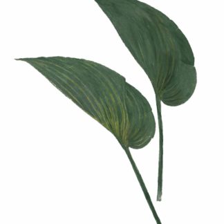 Hosta Project #2, Cat. 121
