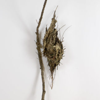 Chrysalis