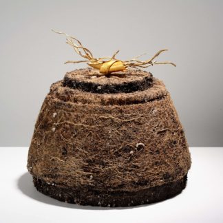 Vessels of Secrets Series: Memory Secrets