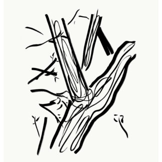 Boughs