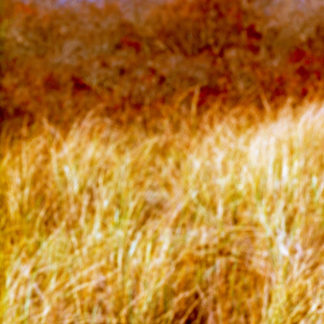 Landscape 013