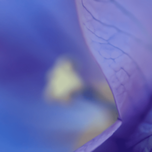 Intimate Details -  Northwest 22