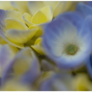 Intimate Details -  Northwest 35