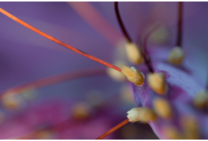 Intimate Details - Sonoran desert 1