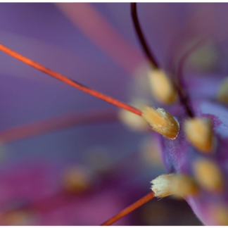 Intimate Details - Sonoran desert 1