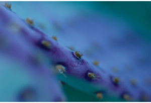Intimate Details - Sonoran Desert 2