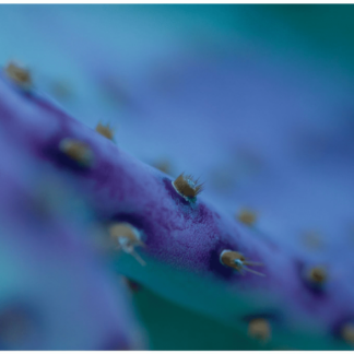 Intimate Details - Sonoran Desert 2