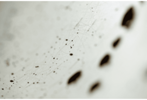 Birch 1