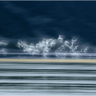Flying Gulls