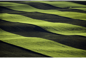Growing Series: Rolling Wheat Strips