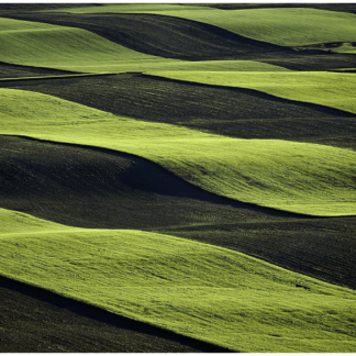 Growing Series: Rolling Wheat Strips