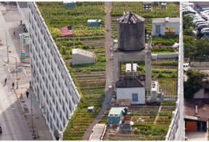 Growing Series: The Brooklyn Grange