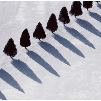 Tree Shadows in Snow, Middlebury, VT