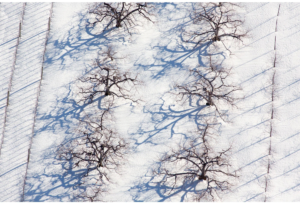 Growing Series: Winter Orchard Between Vineyard Trellis