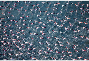 Flamingos Taking Flight
