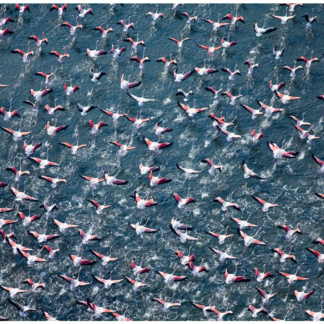 Flamingos Taking Flight