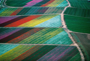 Cut Flower Fields