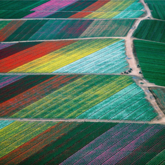 Cut Flower Fields