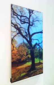 Tree of Life