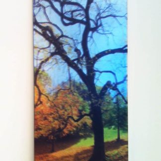 Tree of Life