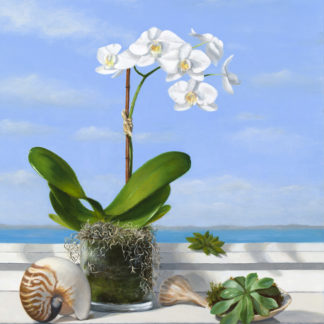 Succulents And Shells