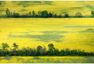 Growing Series: Chesapeake Yellow Fields