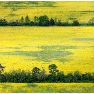Growing Series: Chesapeake Yellow Fields