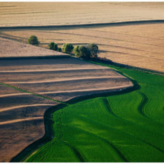 Growing Series: Field Convergence
