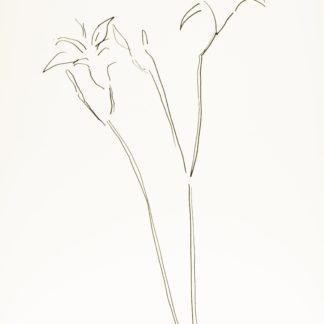 Plant 94