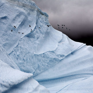 Iceberg Detail With Glaucous Gulls, East Greenland, August 24 2006