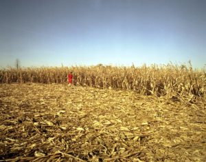 Corn Field, Home Stills