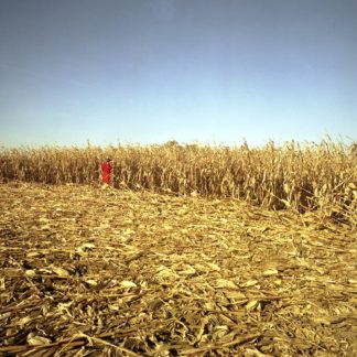 Corn Field, Home Stills