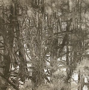 Woods  11