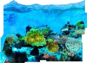 Fiji Barrier Reef
