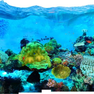 Fiji Barrier Reef