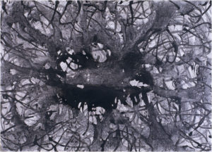 Bayou