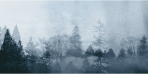 Wisdom of Trees 6