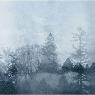 Wisdom of Trees 6