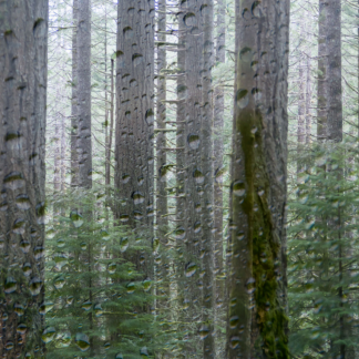 Raintrees 2