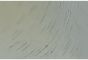 Birch 5