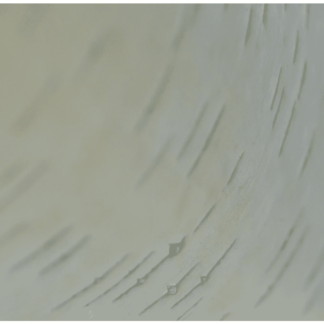 Birch 5