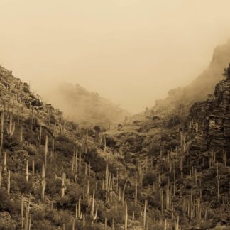 Arizona Postcards 1