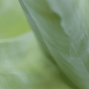 Agave 5